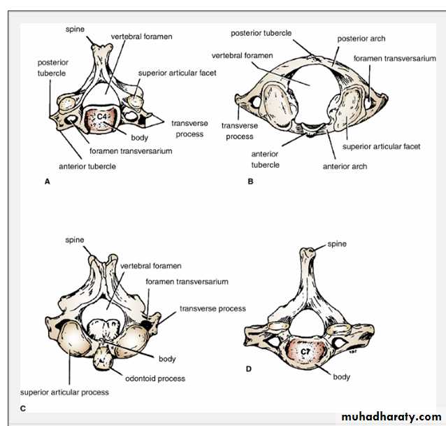 Head and neck-Skull pptx - Prof. Dr. Adnan H. Mahdi - Muhadharaty