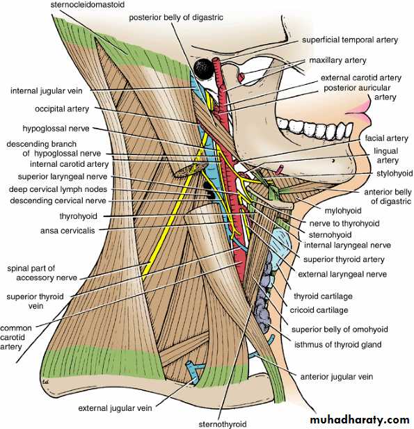 Neck Pptx Prof Dr Adnan H Mahdi Muhadharaty