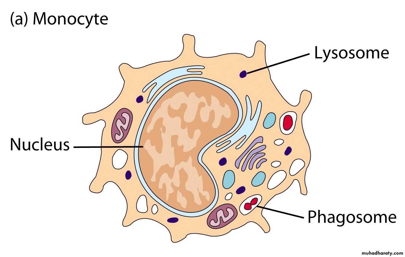 immunology 1 pptx - د.فراس - Muhadharaty