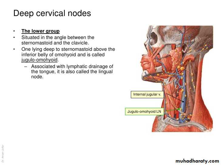 Cervical Lymphadenopathy Ppsx د ميثم Muhadharaty