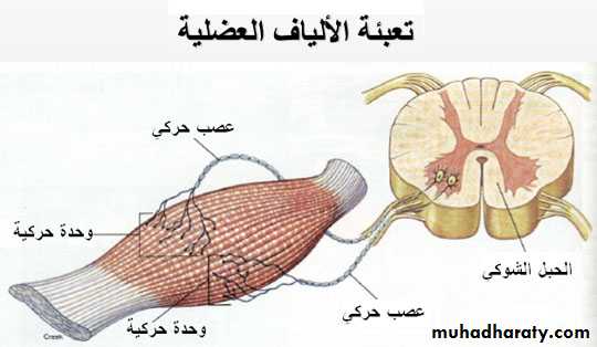 MUSCLE DISEASES ppt pptx - د.هيوا - Muhadharaty - Does Rippling Muscle Disease Hurt
