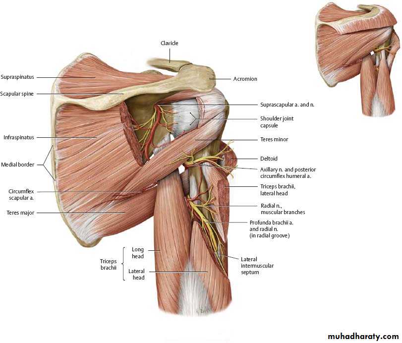 Dorsal Scapular nerve