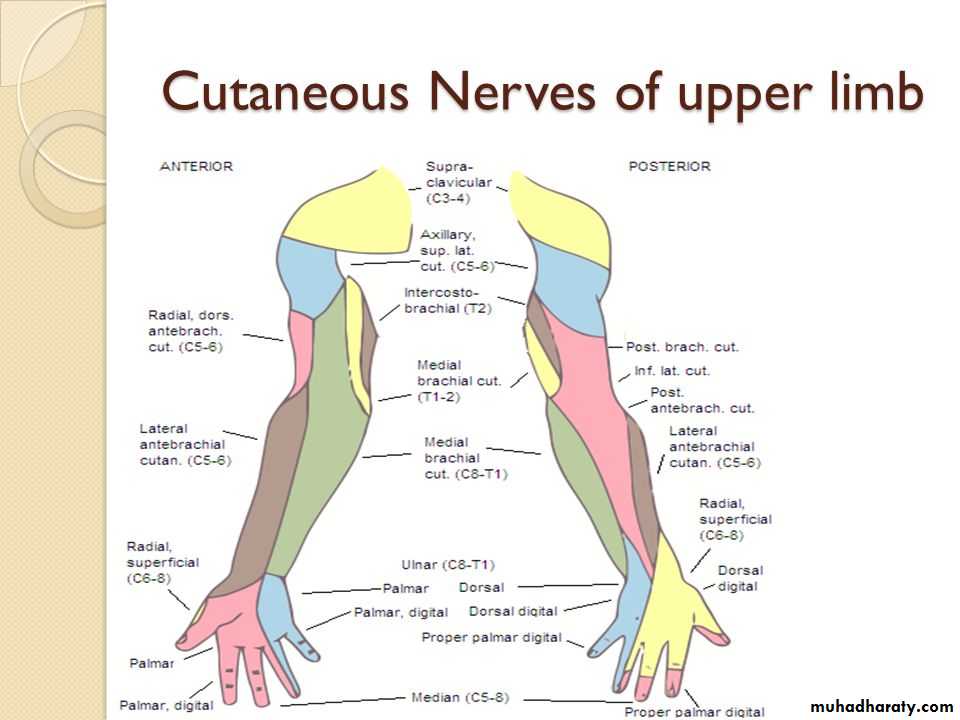 Lower regions