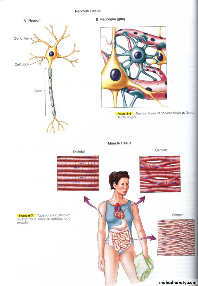 Nervous system docx - - Muhadharaty