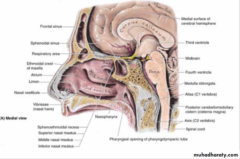 Anatomy And Physiology Of The Nose Paranasal Pptx د عبدالله ربيع الخليلي Muhadharaty Anatomy And Physiology Of The Nose Paranasal Pptx د عبدالله ربيع الخليلي Muhadharaty