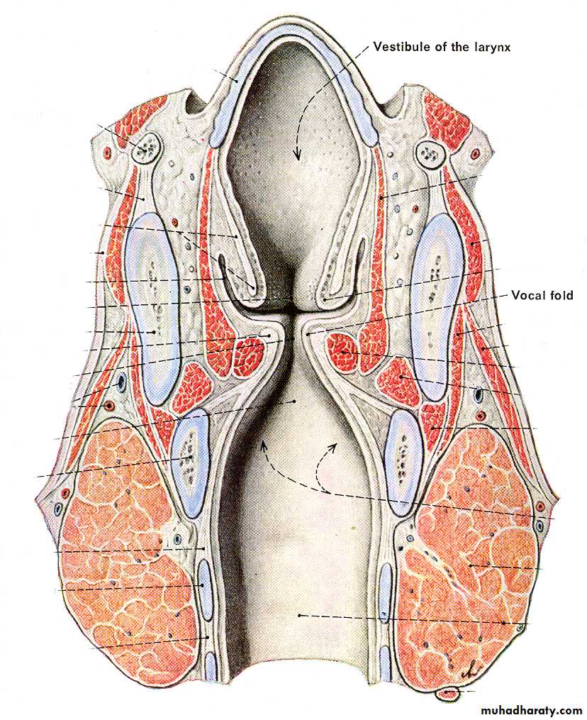 Anatomy of the Larynx pptx - د.عبدالله ربيع الخليلي - Muhadharaty