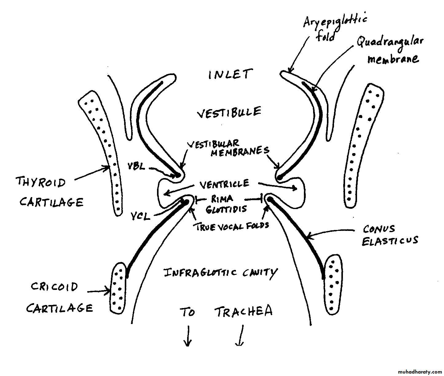 Anatomy of the Larynx pptx - د.عبدالله ربيع الخليلي - Muhadharaty