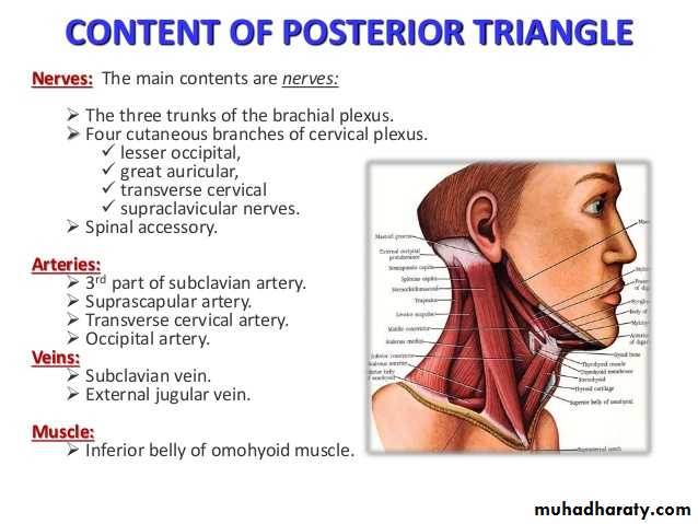 the neck pptx - د.عادل الميالي - Muhadharaty