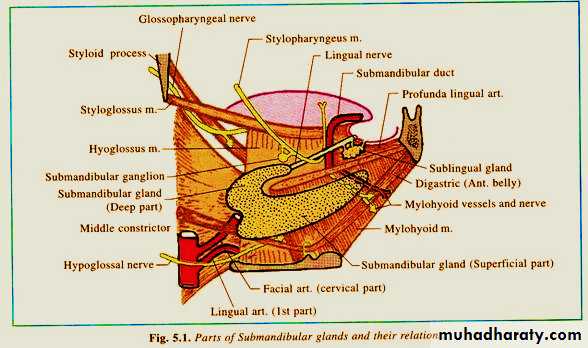 the neck pptx - د.عادل الميالي - Muhadharaty