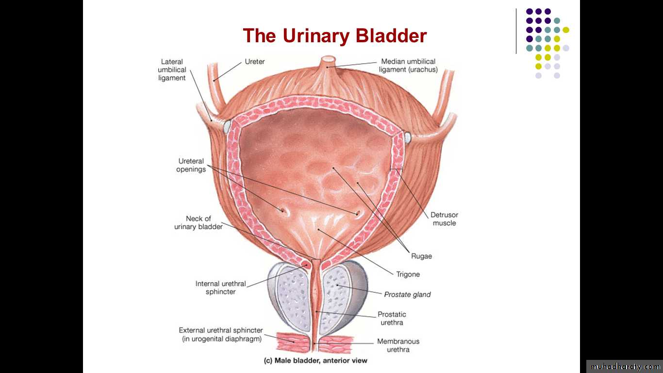 Мочевой пузырь у мужчин и женщин. Мочевой пузырь анатомия Синельников. Строение мочевого пузыря анатомия. Мочевой пузырь в разрезе анатомия. Мочевой пузырь – Vesica urinaria.