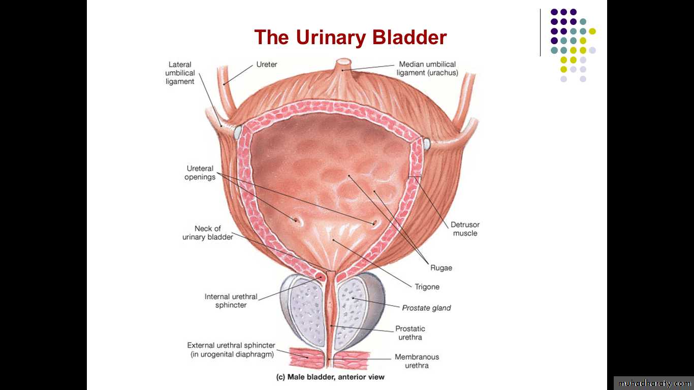 Внутреннее строение мочевого пузыря