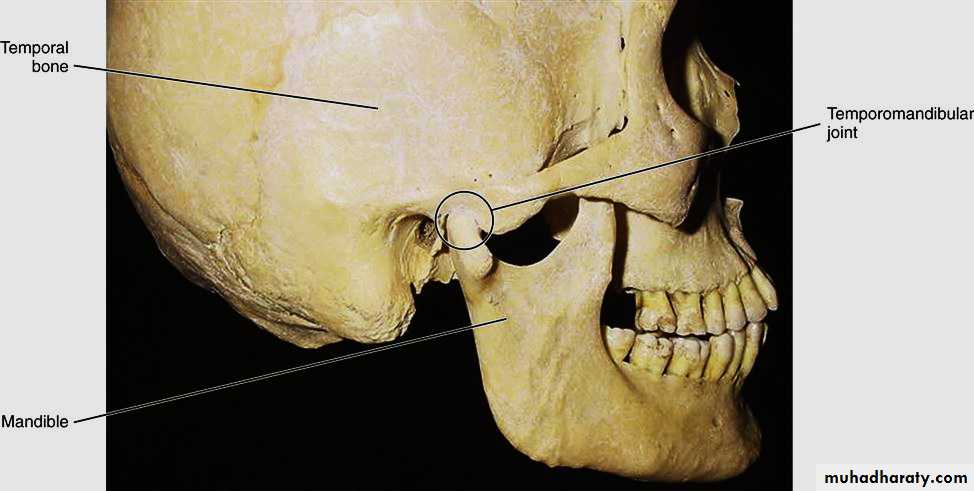 Нижняя челюсть с черепом подвижные. Суставной бугорок ВНЧС. Анатомия сустава ВНЧС. Суставной отросток ВНЧС.