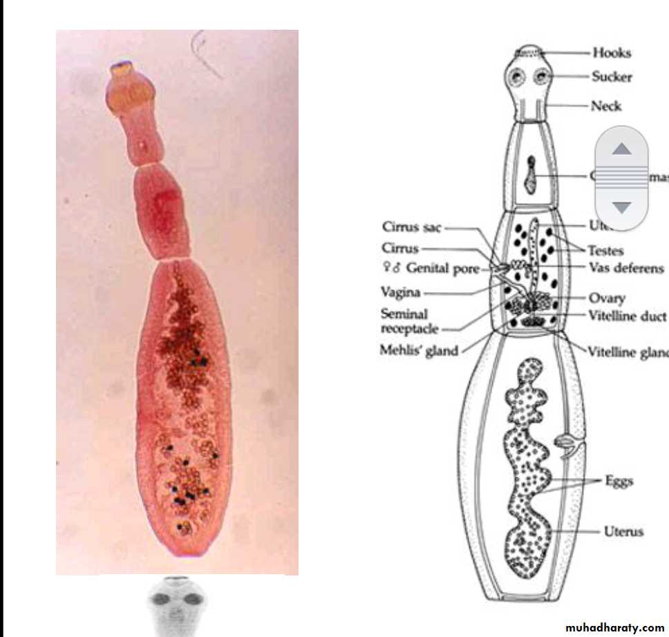 Cestodes Practical docx - د.اكرام - Muhadharaty