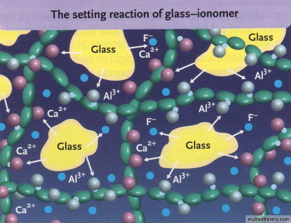 setting reaction of glass ionomer cement