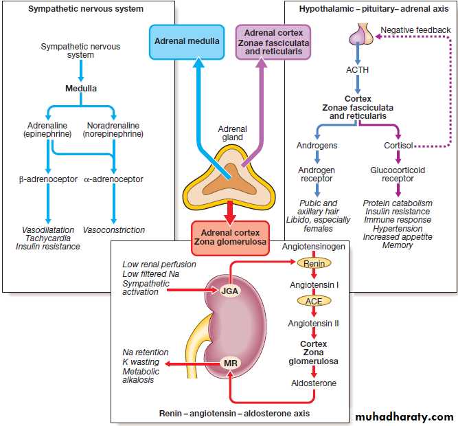 Endocrine pptx - د. حسين محمد جمعة - Muhadharaty