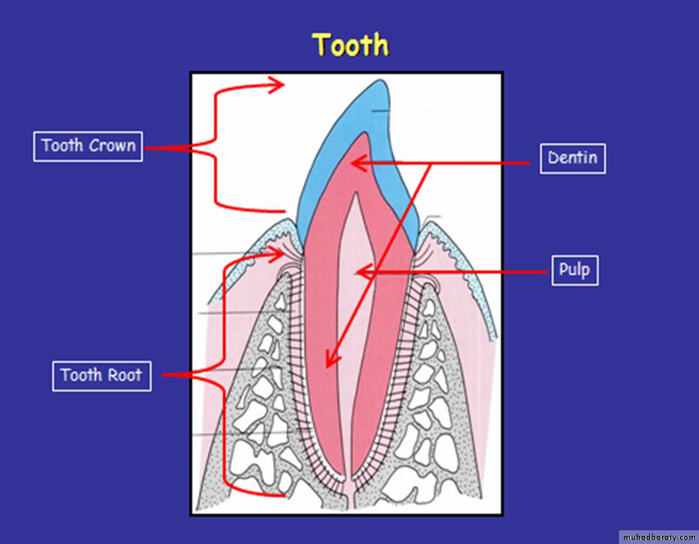 Tooth Histology Labeled