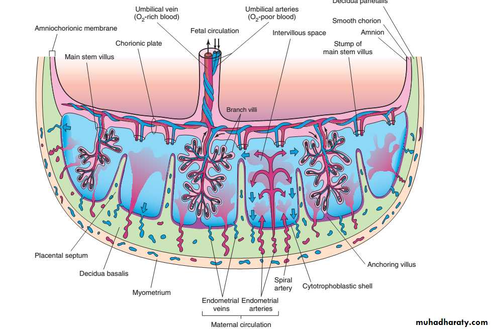 lec10 Development of the placenta pptx - هيثم علي الصايغ - Muhadharaty