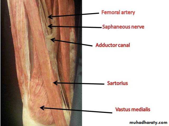 Гунтеров канал. Canalis cruropopliteus анатомия. Canalis cruropopliteus отверстия. Canalis adductorius femoris границы.