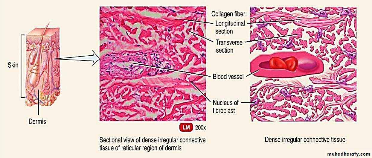 Connective tissue lec.5 docx - د. انعام - Muhadharaty