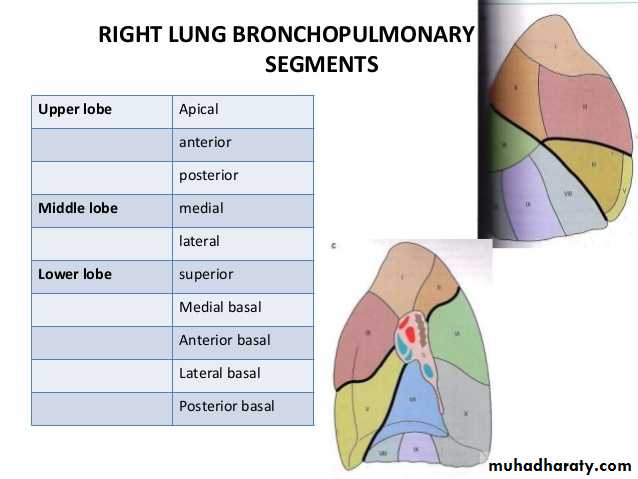 Ru сегменте. Bronchopulmonary segments. Сегменты легких. Сегменты легких схема. Сегменты легких названия.