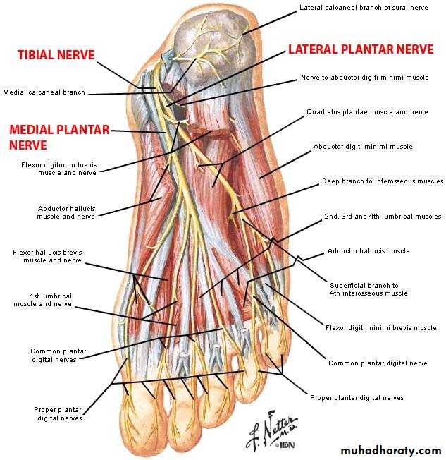 Foot muscle. Стопа анатомия нервных окончаний. Стопа анатомия мышцы и нервы. Подошвенный нерв анатомия схема. Строение подошвы стопы.