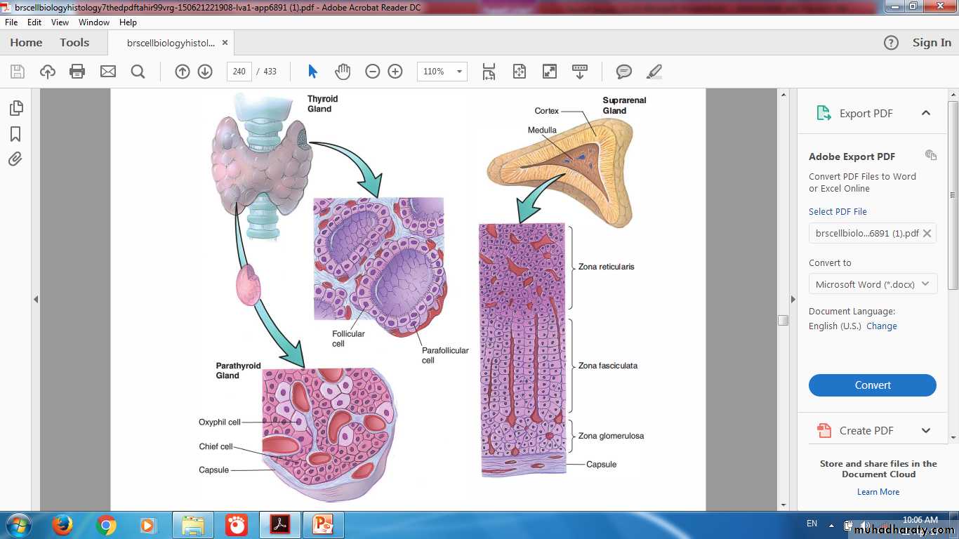 Endocrine histology pptx - د. حيدر الكفائي - Muhadharaty