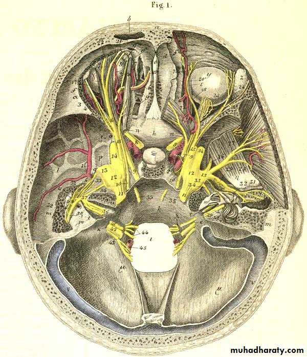Череп места выхода нервов. Черепные нервы отверстия черепа. Тройничный нерв основание черепа. Нервы ЧМН анатомия мрт. Основание черепа анатомия нервы.
