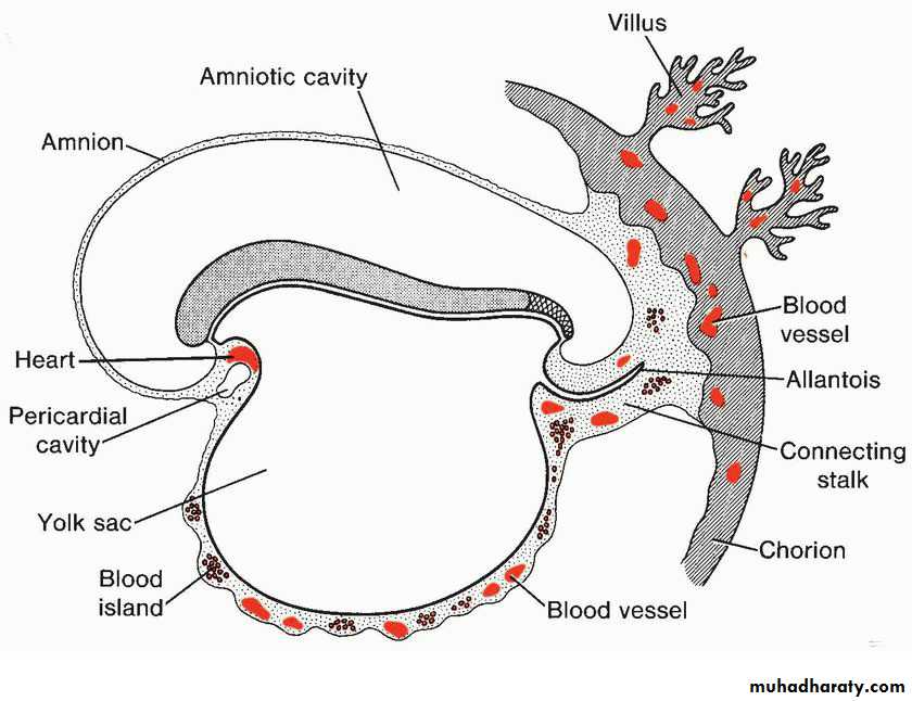 Cardiovascular System ppt pptx - هيثم علي الصايغ - Muhadharaty