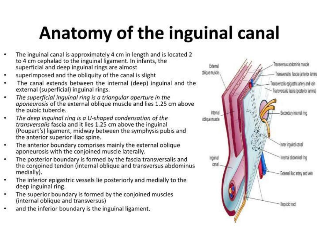 Anatomy of the Inguinal Canal | AMI Meeting 2021