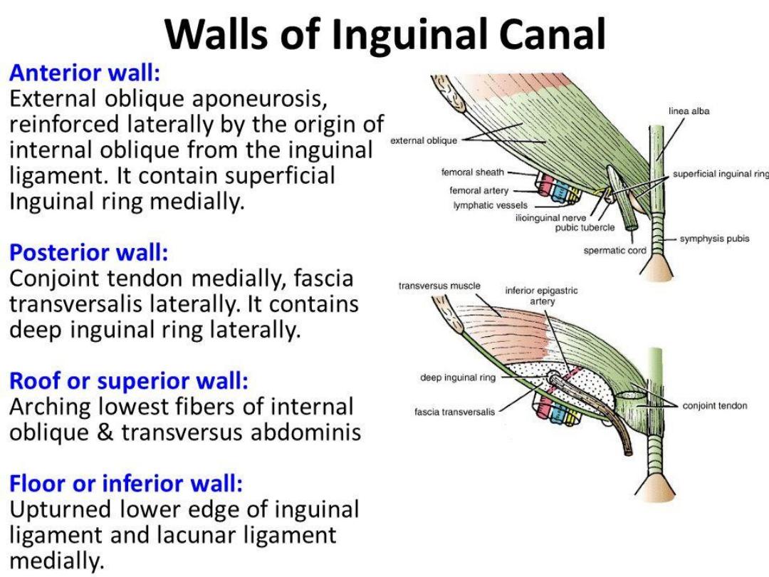 Inguinal Canal – Surgical Notes