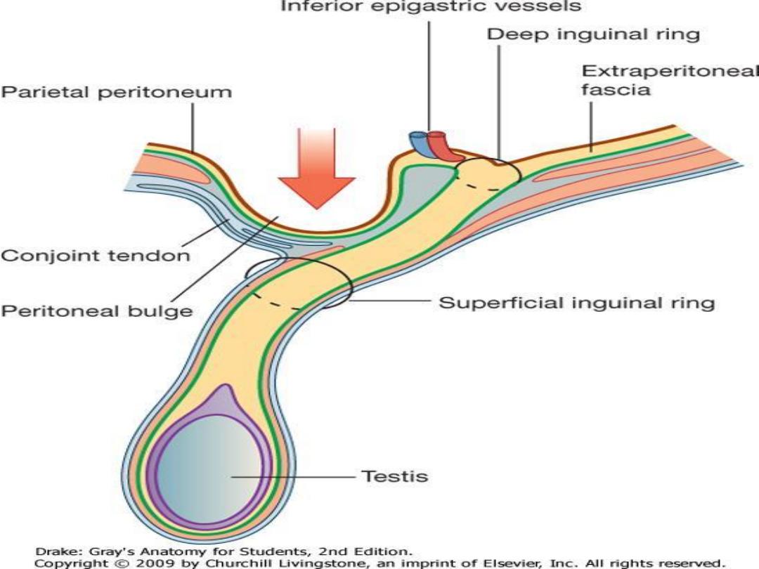 How to examine the inguinal region | Medmastery