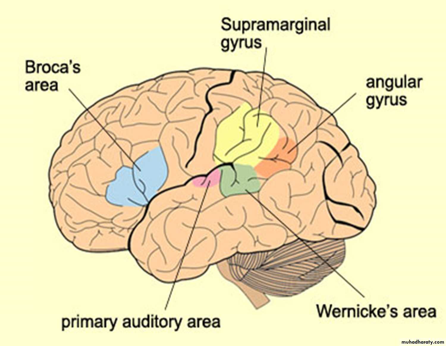 Gyrus supramarginalis анатомия