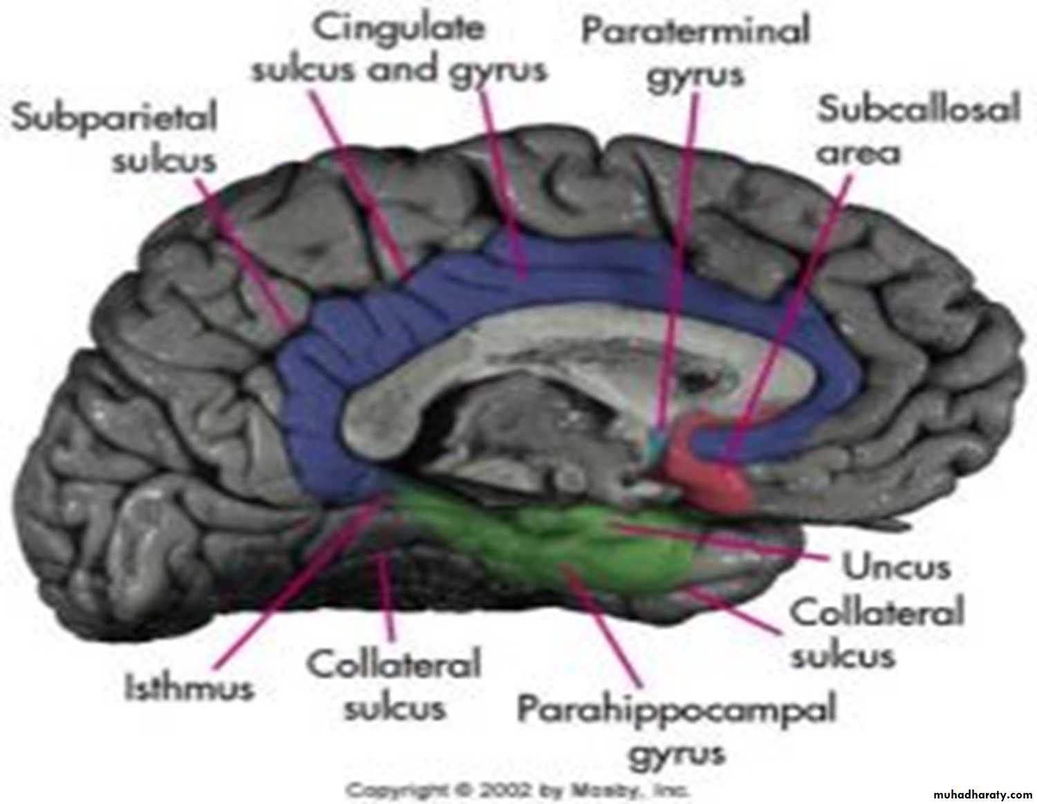Brain pptx - دكتور نجاة نظري - Muhadharaty
