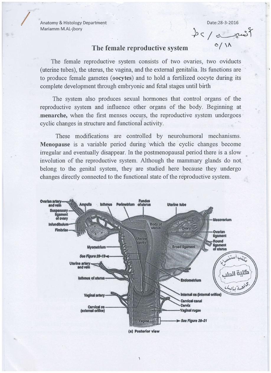 female reproductive system pdf - مريم محمد - Muhadharaty