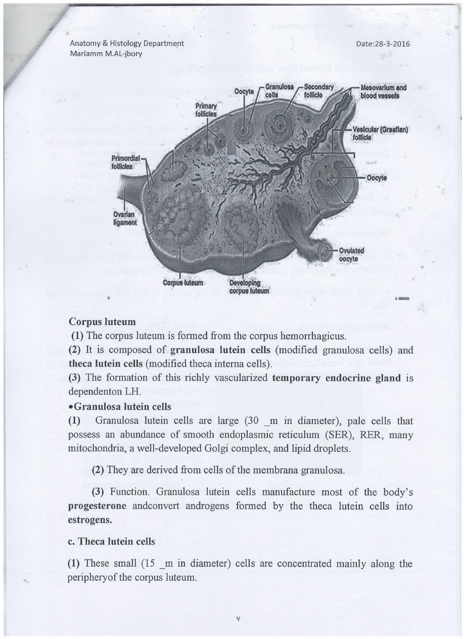 female reproductive system pdf - مريم محمد - Muhadharaty