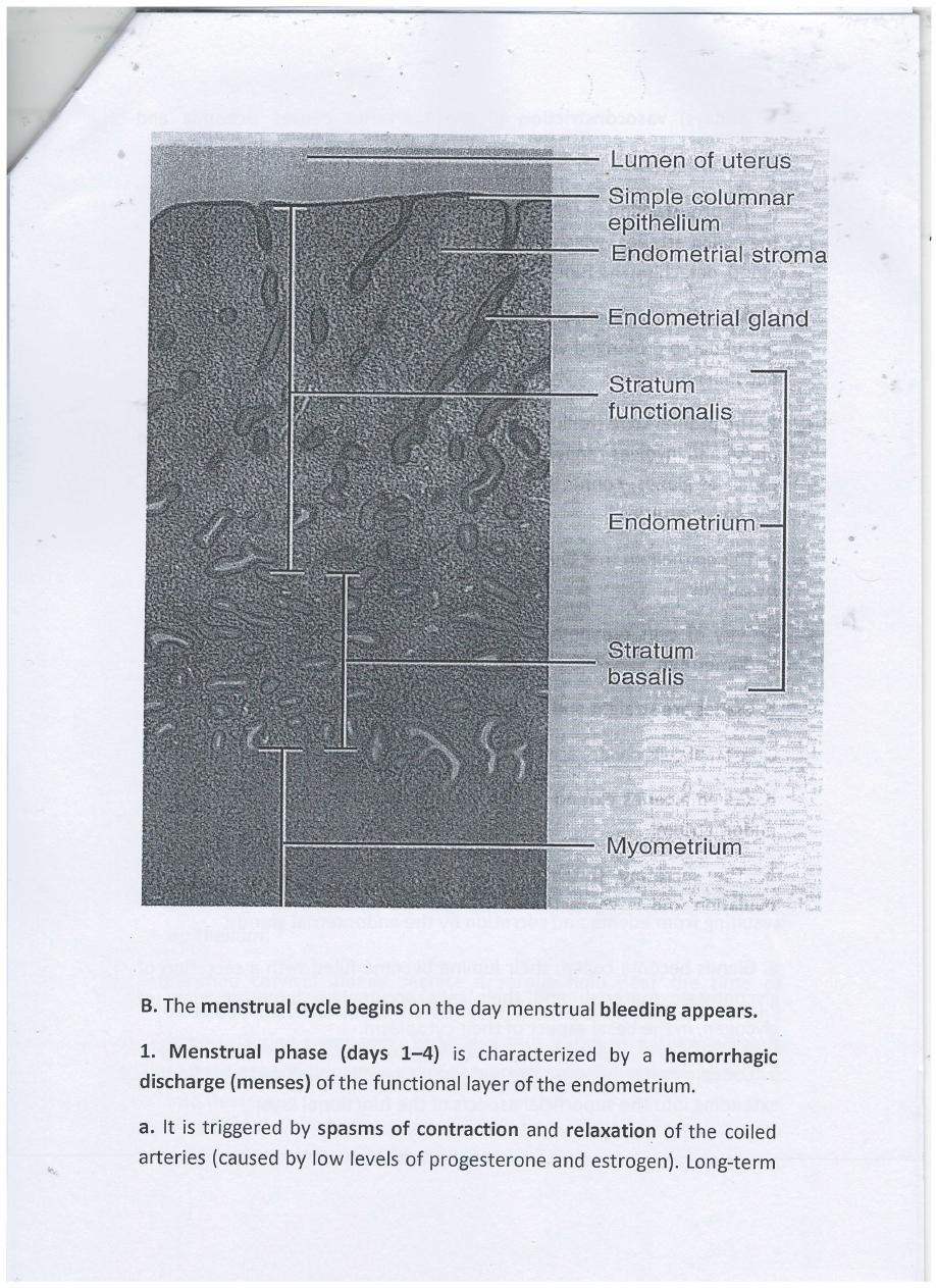 female reproductive system pdf - مريم محمد - Muhadharaty