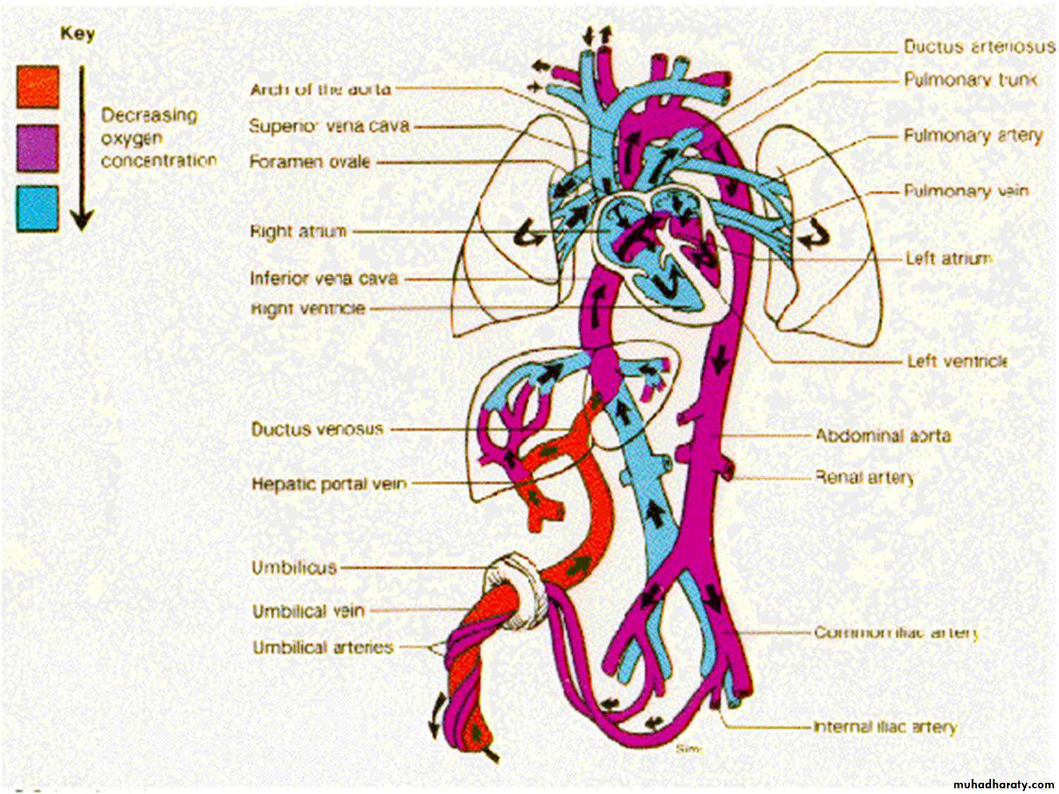 Direction of fetal circulation image to u vrogue co