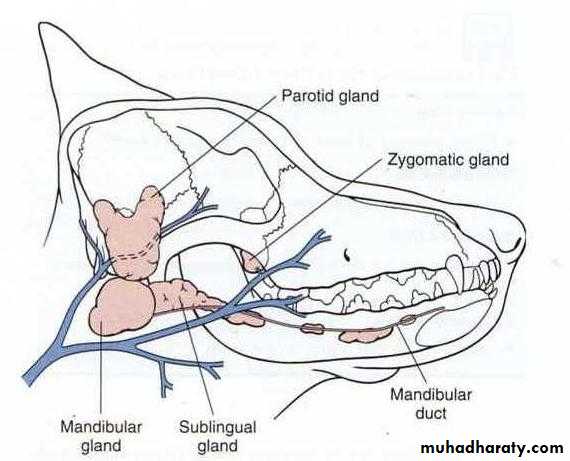 Syrgery Of The Digestive System Pptx د منير Muhadharaty