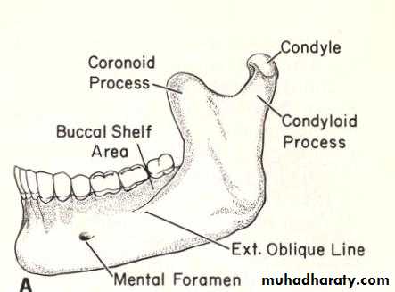 anatomical land marks of the mandible pptx - د.عمر - Muhadharaty