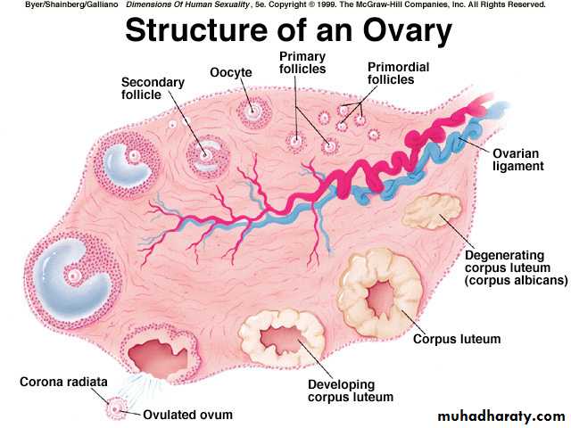 Anatomy of female reproductive system pptx - د.شيماء - Muhadharaty