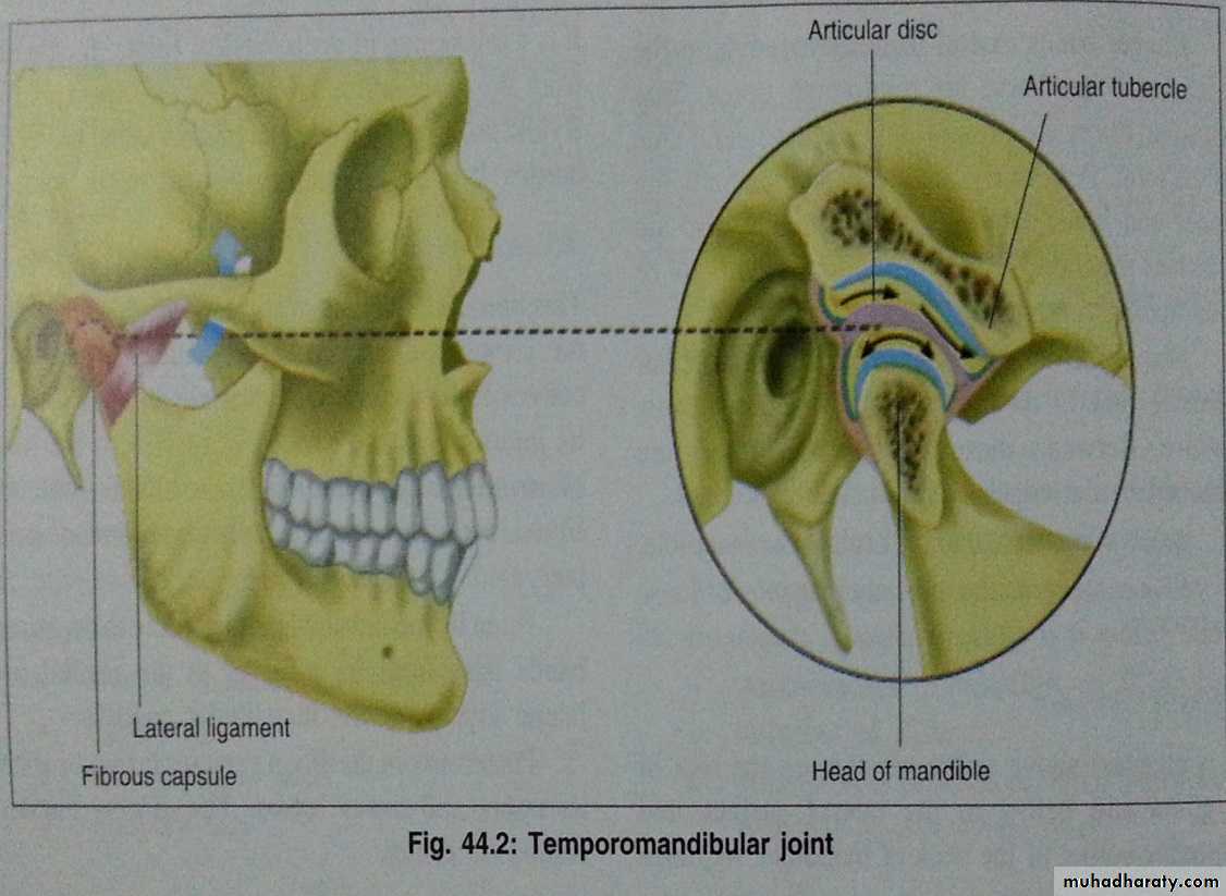 tmj pptx - د.رضوان - Muhadharaty