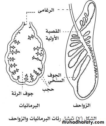 الجدر في الرقيقة الموجوده الرئة الأكياس ذات مراجعة الفصل