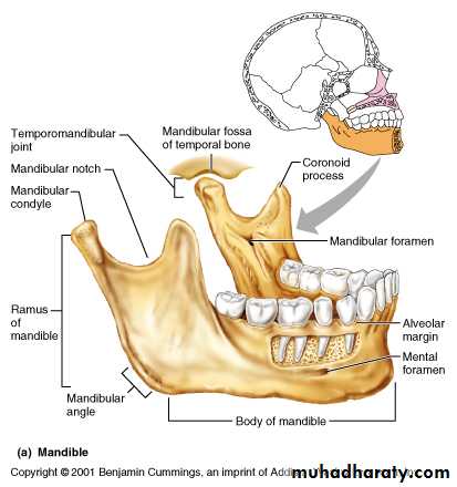anatomically landmark of mandibular