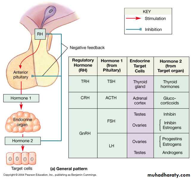 Endocrine system docx - د. ساجدة - Muhadharaty