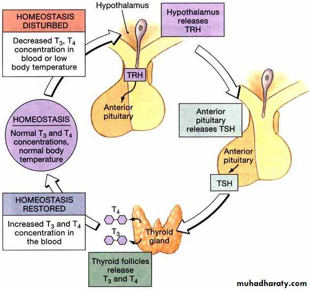 Endocrine system docx - د. ساجدة - Muhadharaty