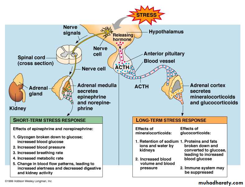 Endocrine system docx - د. ساجدة - Muhadharaty