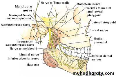 Branches of Mandibular Nerve - From the Trunk & Anterior division