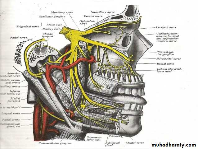 MANDIBULAR NERVE AND ITS BRANCHES 