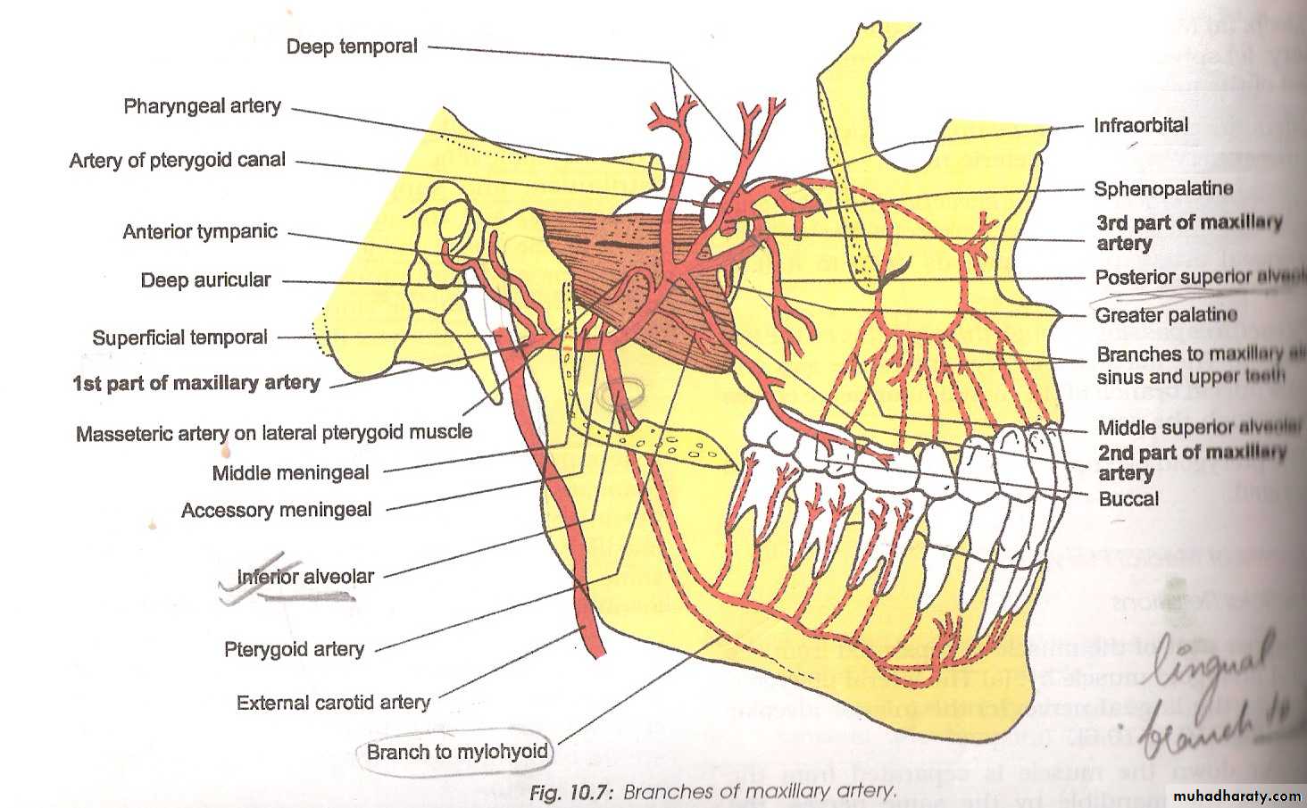 Branches Of Maxillary Artery