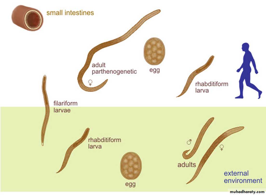 Жизненный цикл угрицы. Нематод strongyloides stercoralis. Стронгилоид (кишечная угрица);. Strongyloides stercoralis строение.
